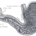 Image of a stomach