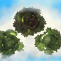 A Picture of Lettuce in the Clouds.