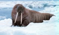 A Walrus: , available at http://commons.wikimedia.org/wiki/File:Noaa-walrus22.jpg#mediaviewer/File:Noaa-walrus22.jpg.