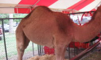 Headless camel.